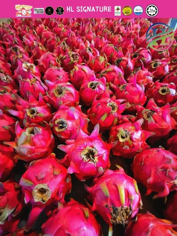 Dragon Fruit Red Buah Naga Merah 火龙果红肉 Selangor Malaysia