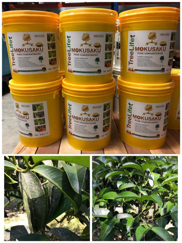 Brown Clay, Selangor, Malaysia - Wilayah Pasifik l Feed Additive Fertilizer  supplier Malaysia